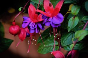 Looking After Gardens Fuchsia