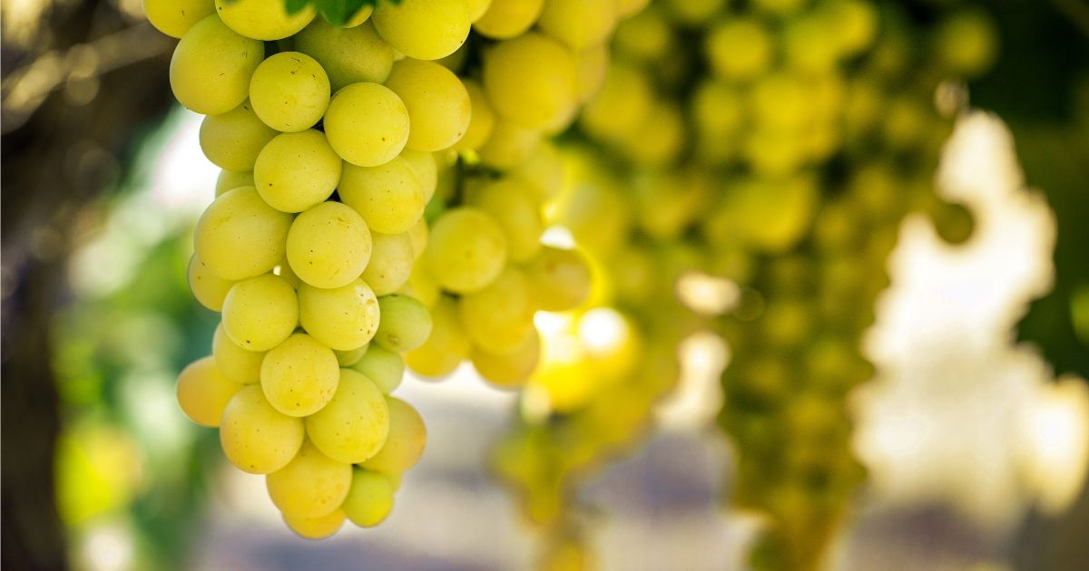 Pujalet Cotes de Gascogne white grapes
